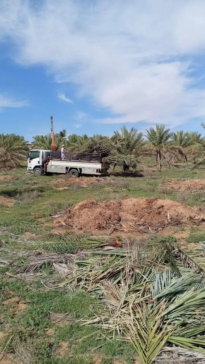 النخل للبيع 4