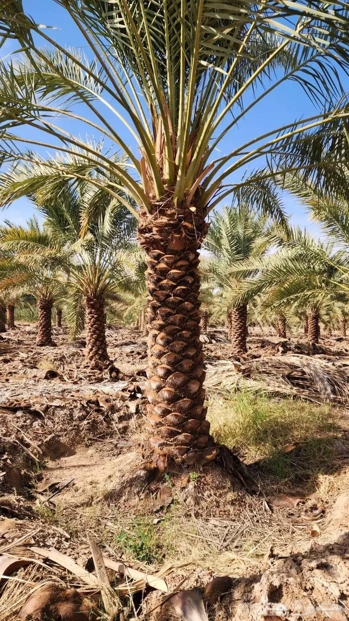النخل للبيع 3