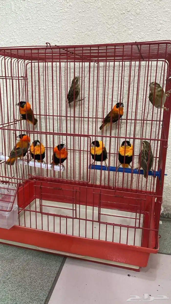 طاير الاسقف الافريقي اجواز (( تم البيع )) 0