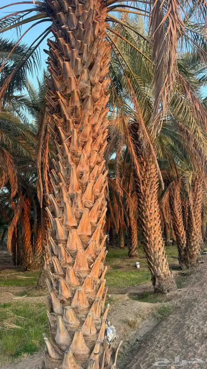 متوفر نخل صقعي طيب جدا  ونضيف على الشرط 5