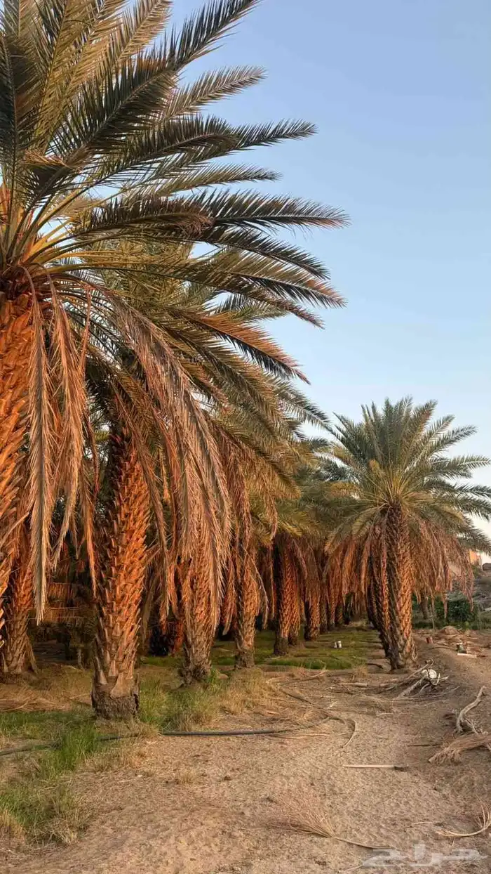 متوفر نخل صقعي طيب جدا  ونضيف على الشرط 4