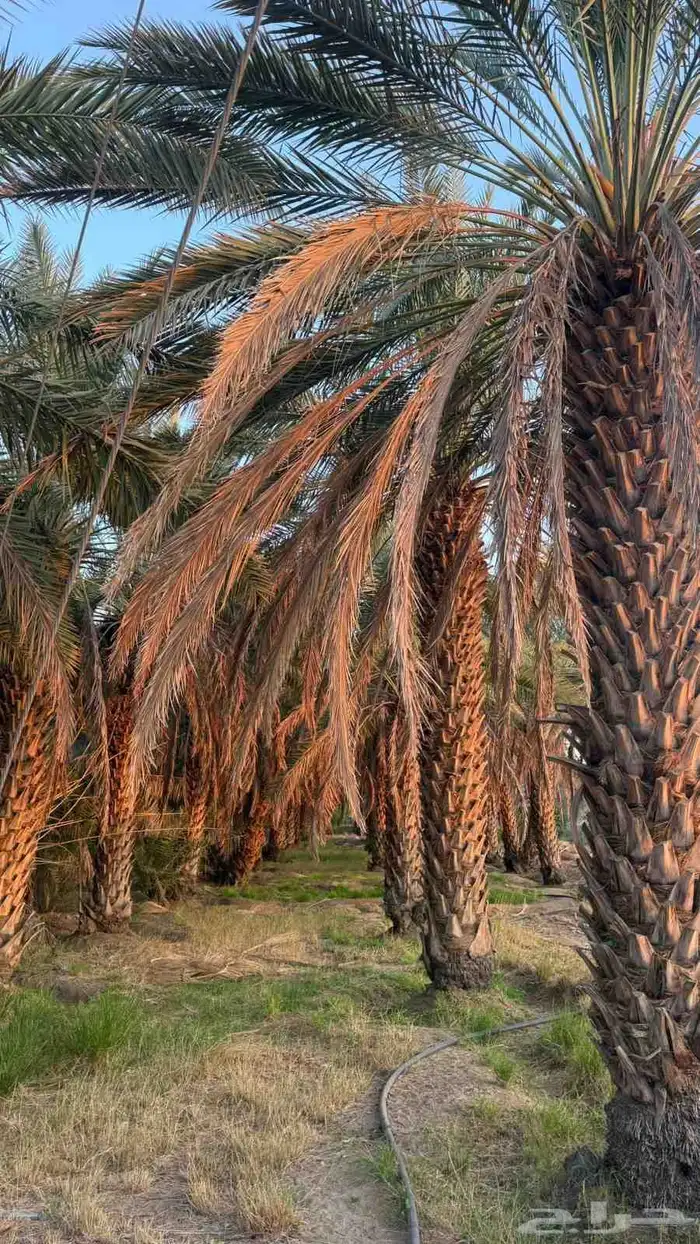 متوفر نخل صقعي طيب جدا  ونضيف على الشرط 1