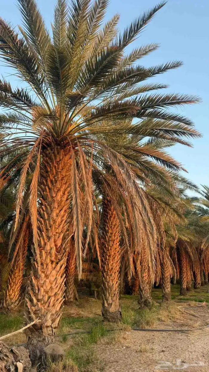 متوفر نخل صقعي طيب جدا  ونضيف على الشرط 2