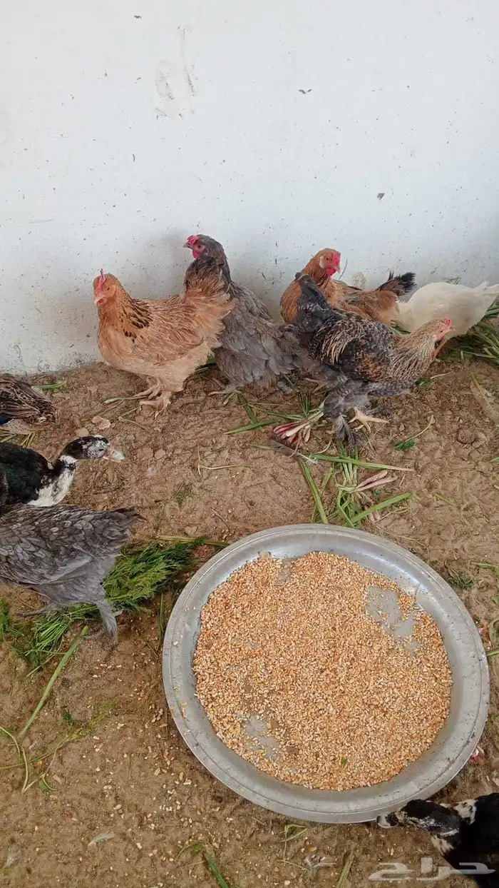 دجاج هجين براهما 0