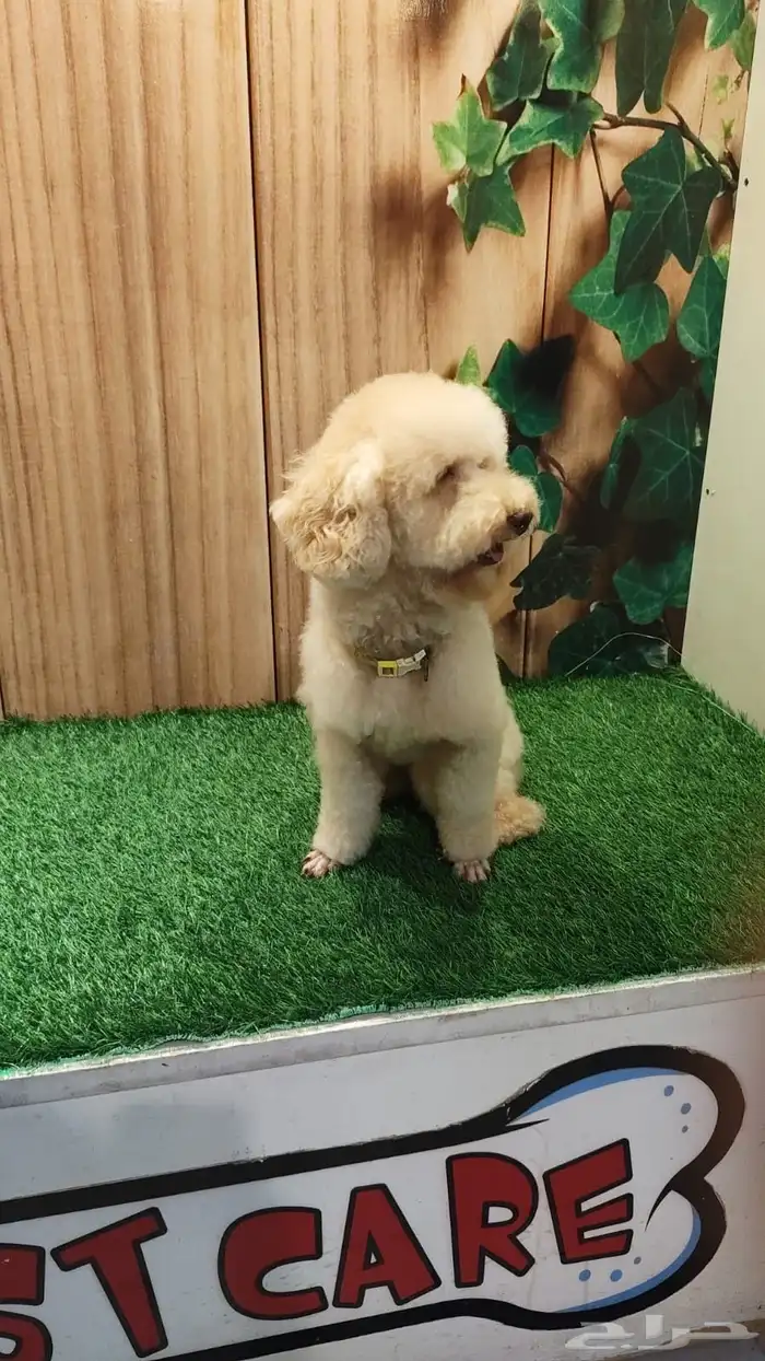 بودل انثى وذكر 1