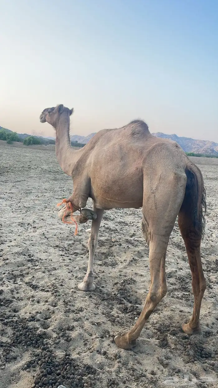 ابل للبيع 1