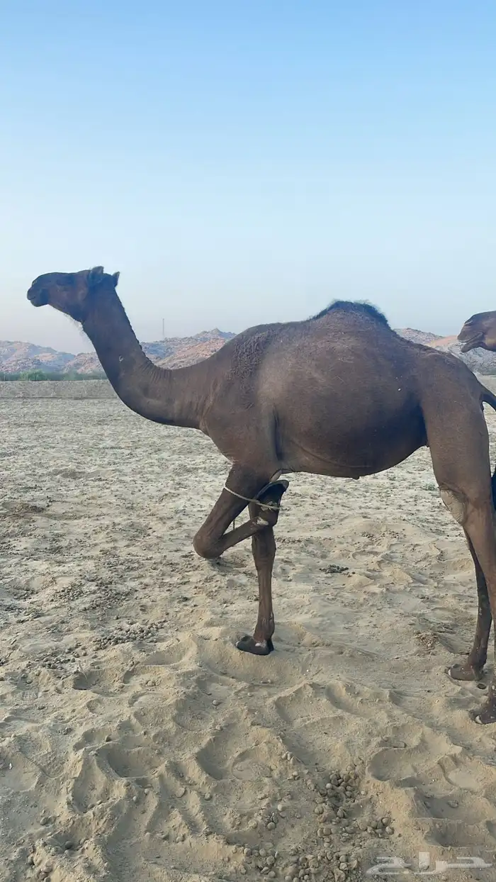 ابل للبيع 6