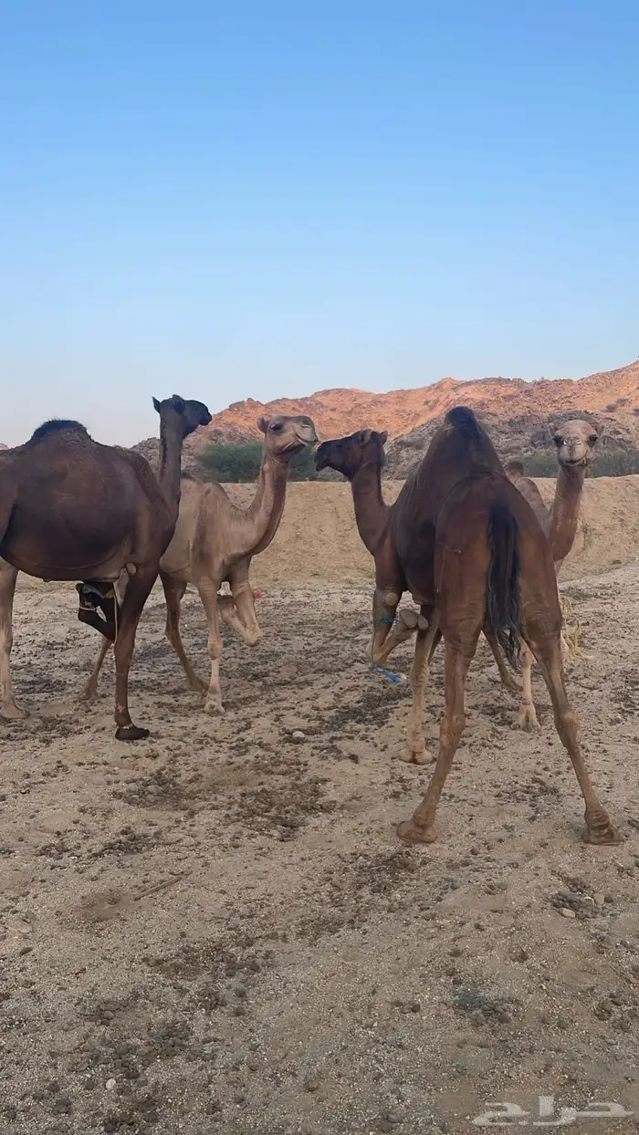 ابل للبيع 5