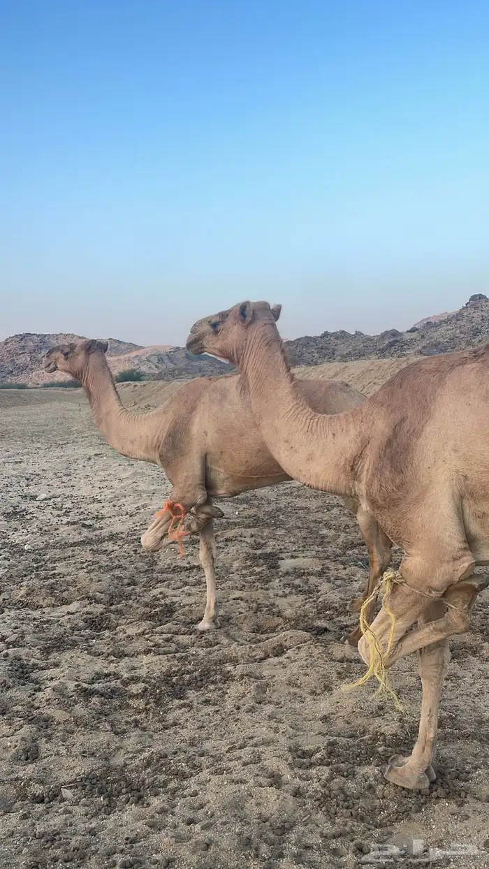 ابل للبيع 0