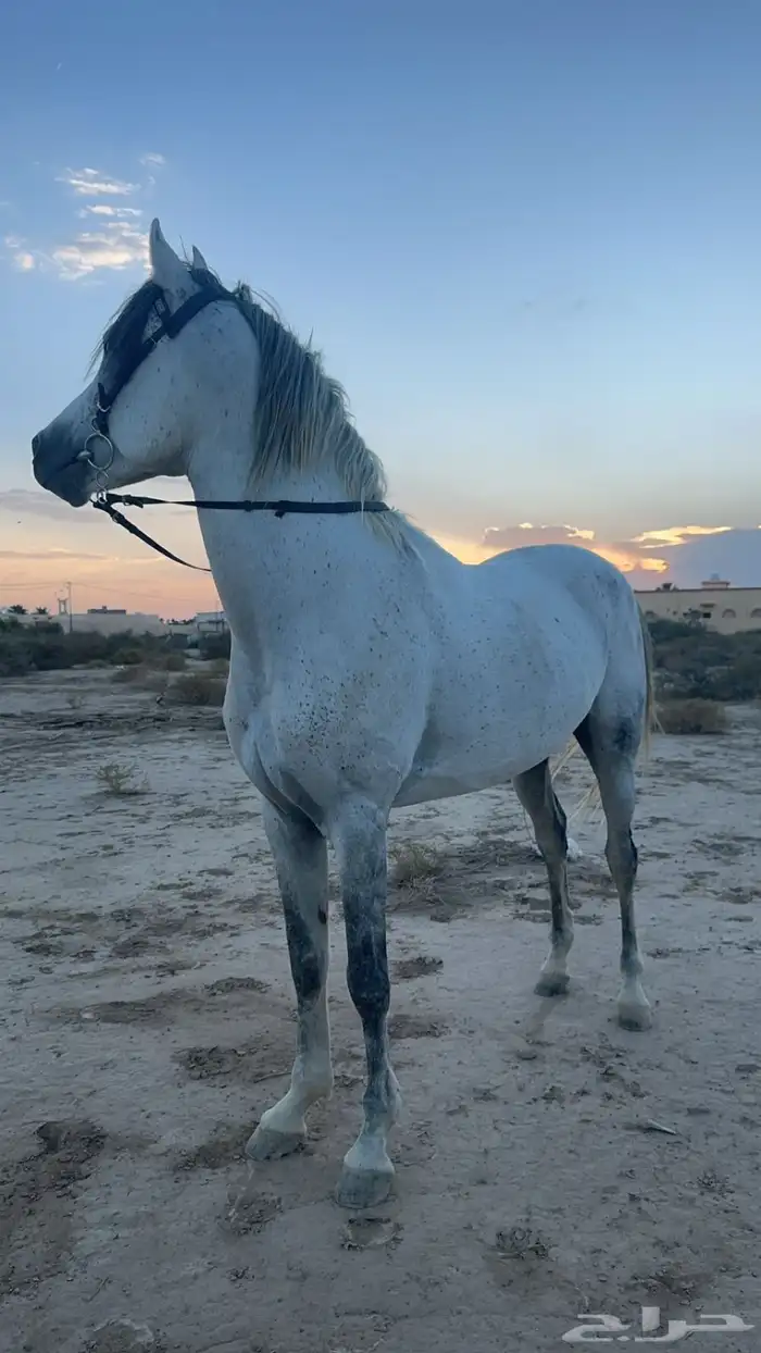 حصان شعبي 3