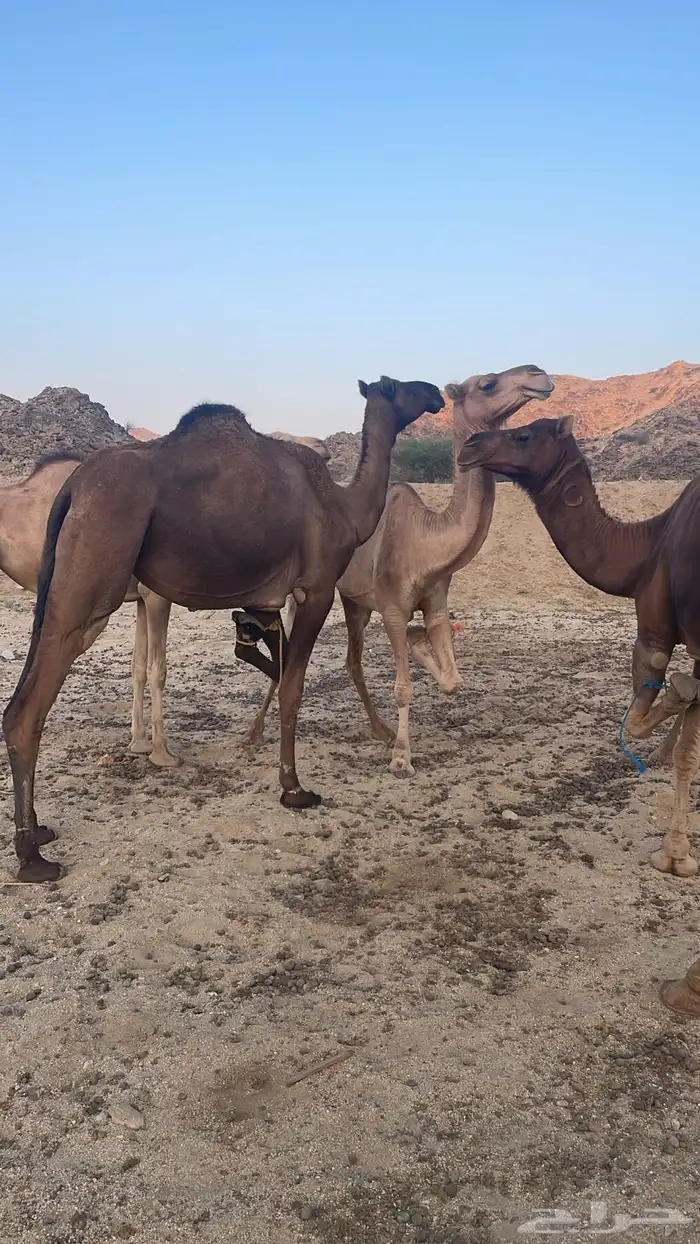 ابل للبيع 4