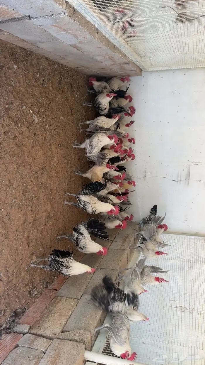 دجاج 9