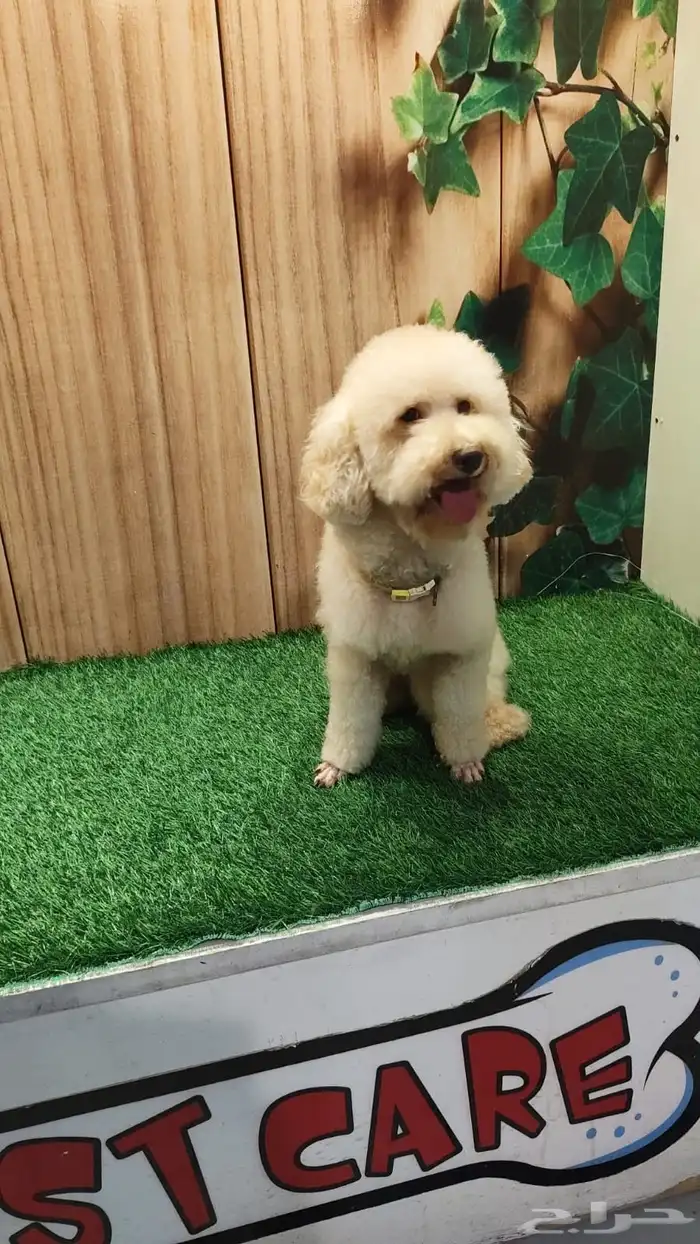 بودل انثى وذكر 3