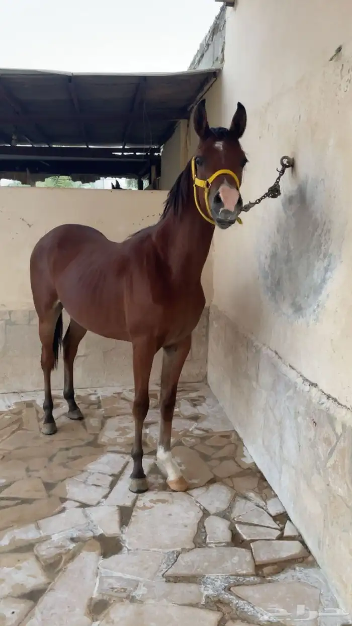 مهر عربي عمره سنتين الي يبي يستفسر يرسل لي على الواتس 2