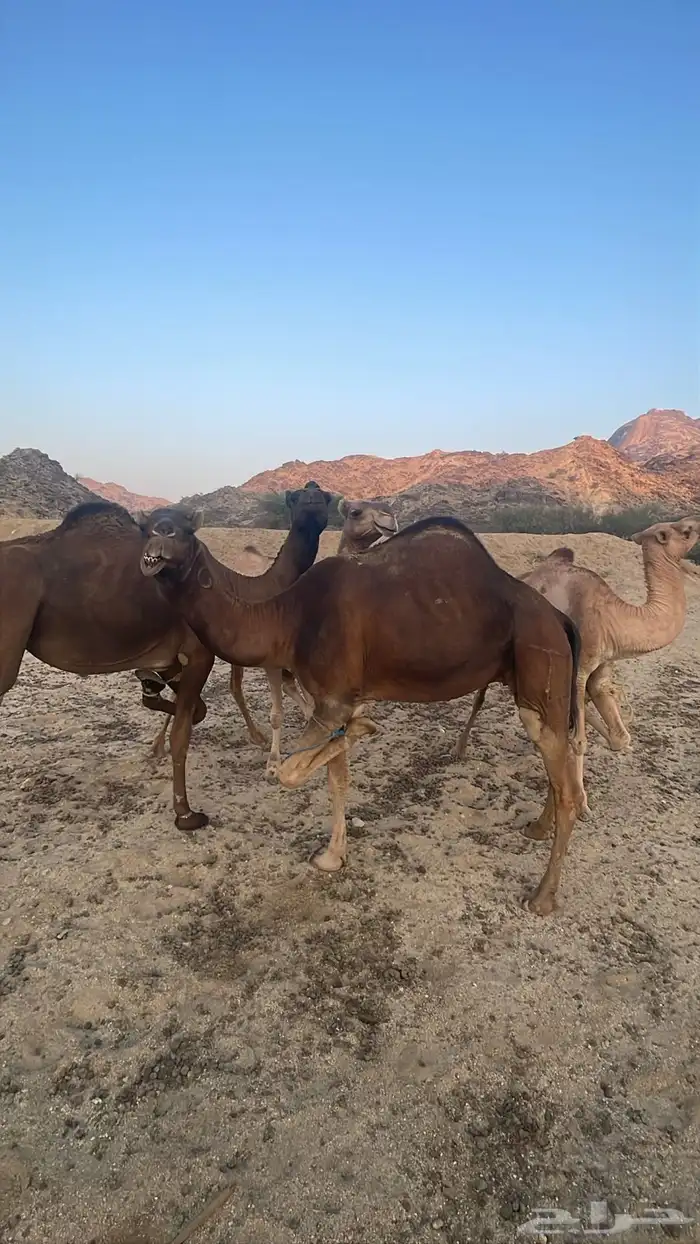 ابل للبيع 7