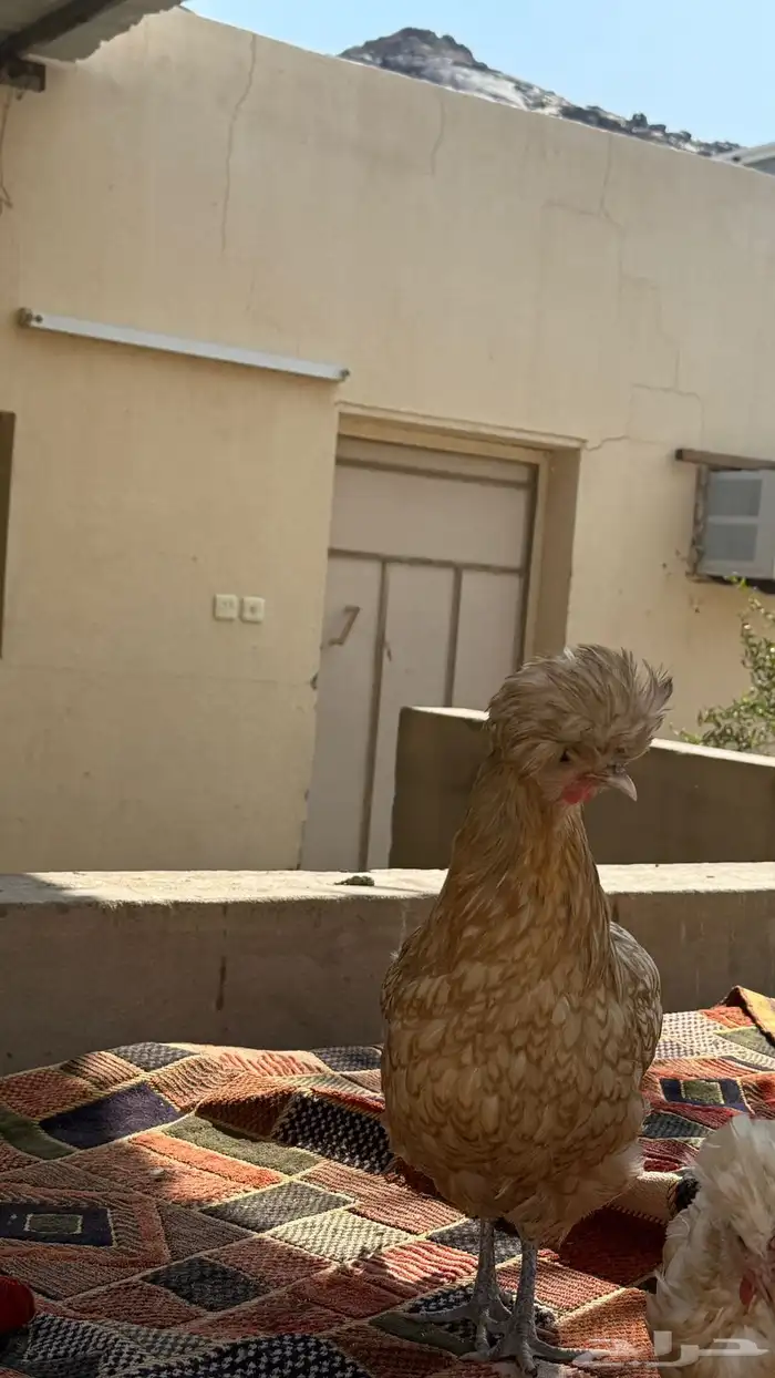 دجاجتين بلوشي 3