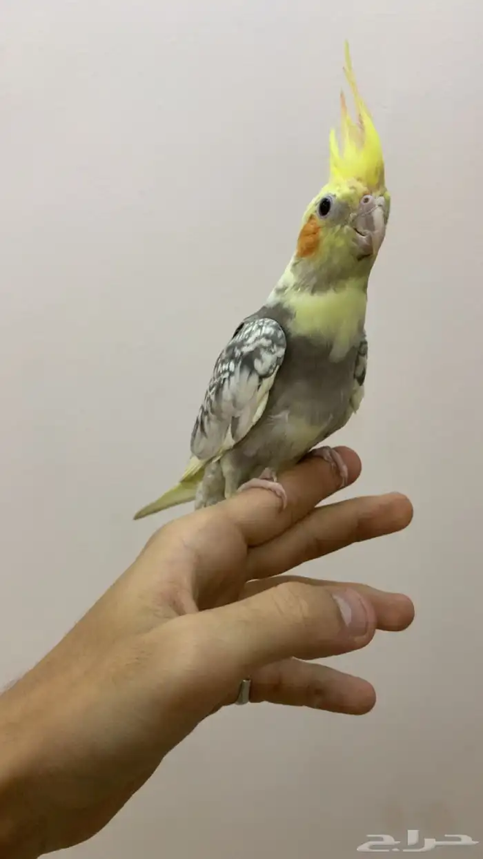 كروان اليف وهدد نشبة تم البيع . 1