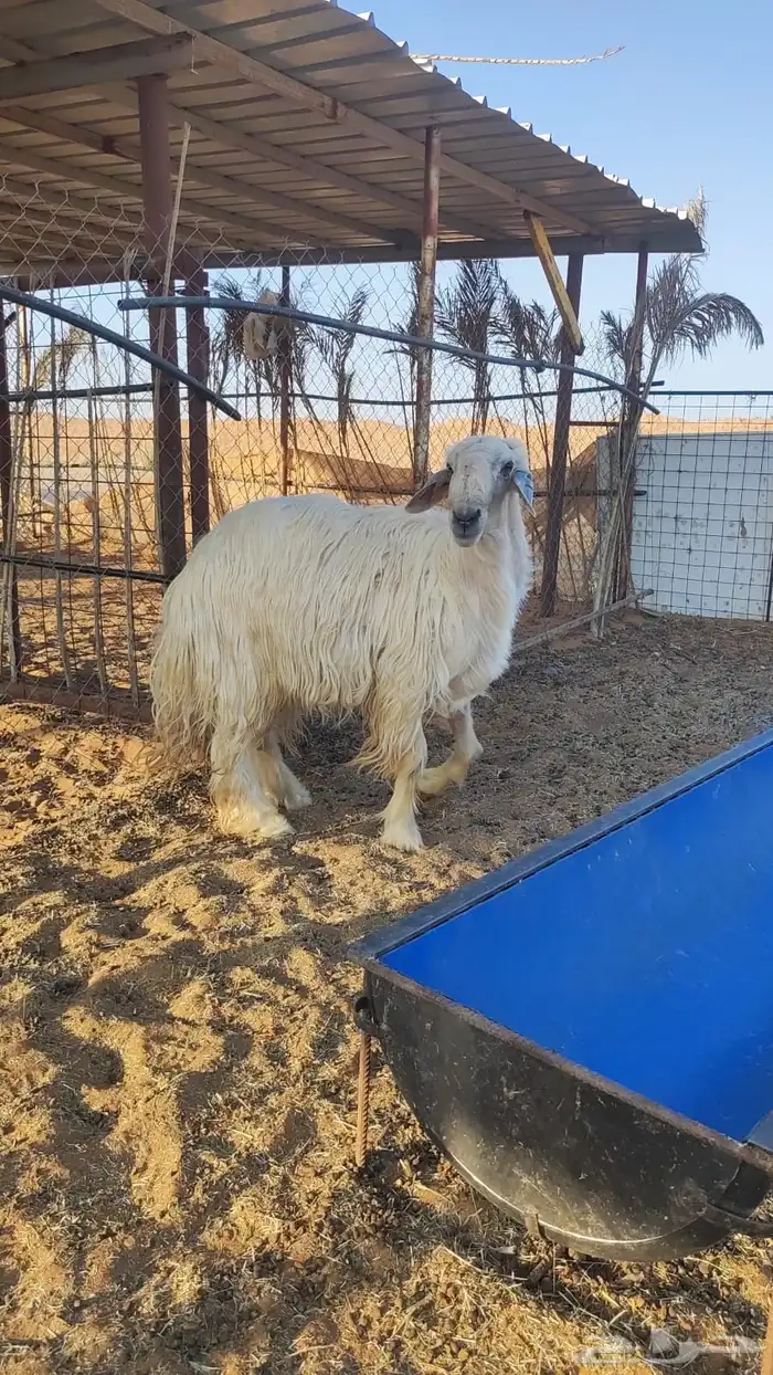 فحل نجدي ابيض 2