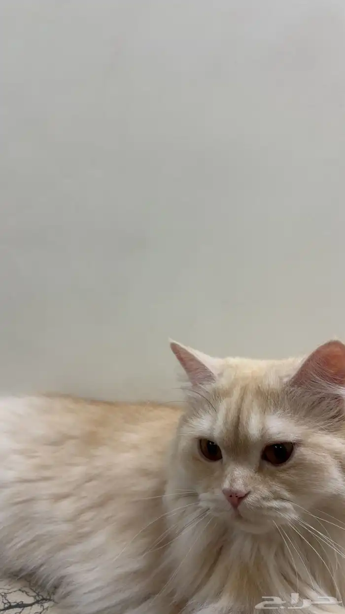 قطتين لتبني مع شهايد التطعيم واغراضهم اغراضهم ب 200 1