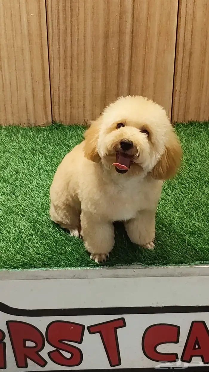 بودل انثى وذكر 2