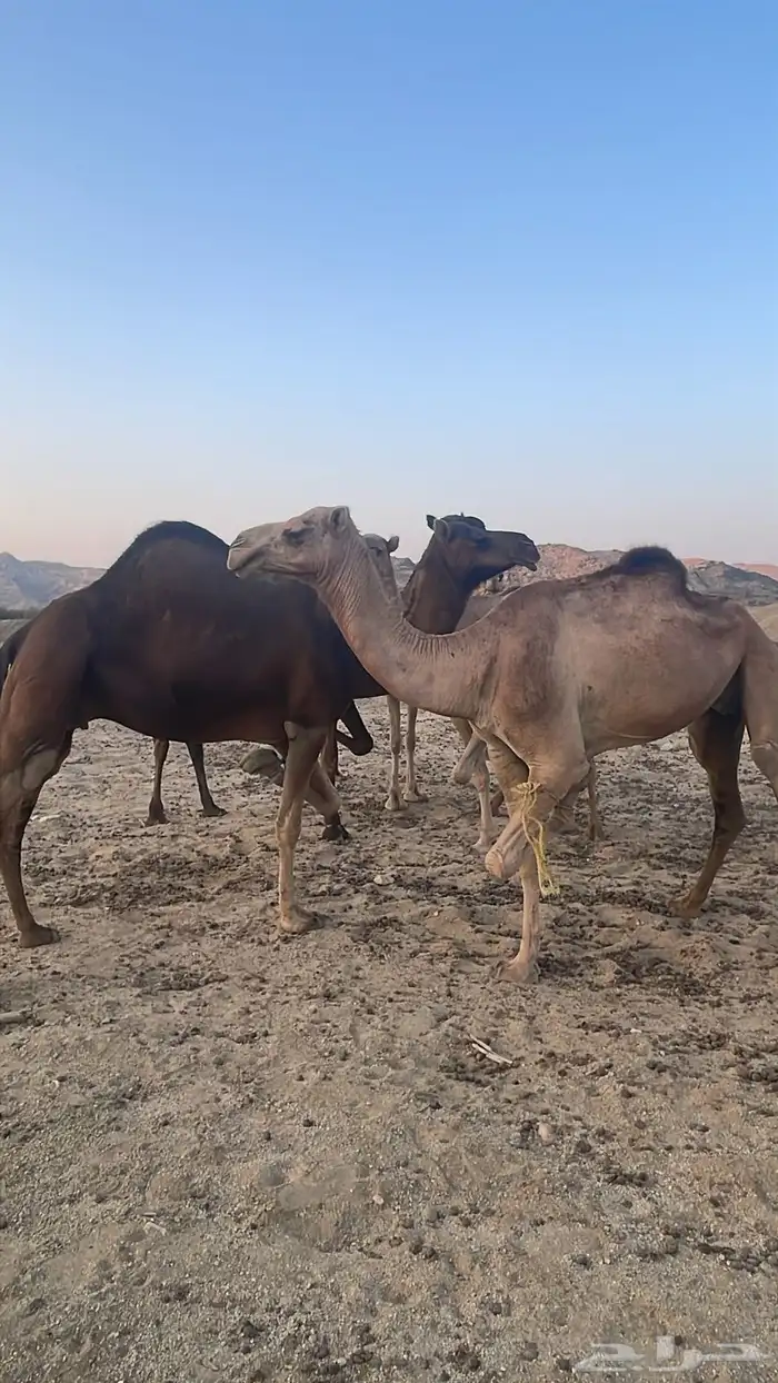ابل للبيع 8