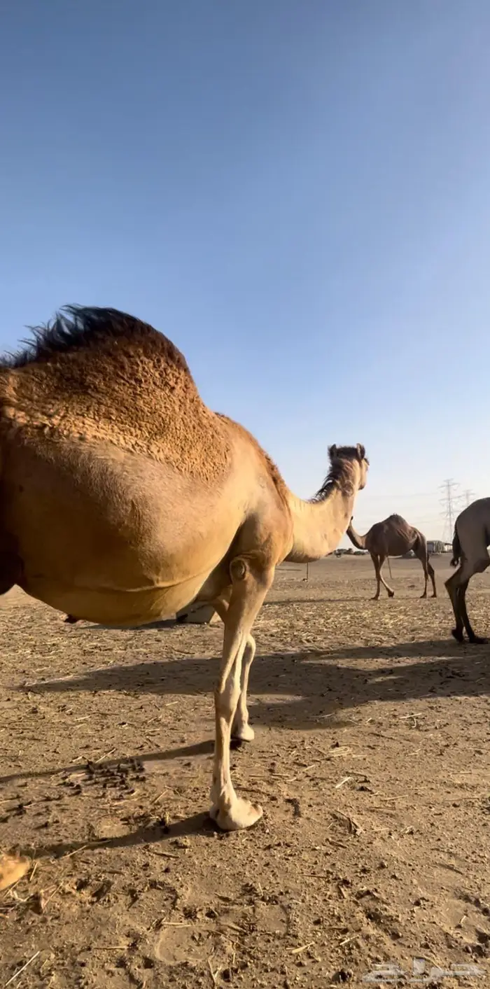 خلفه ساحليه تحتها بكره هاديه 4