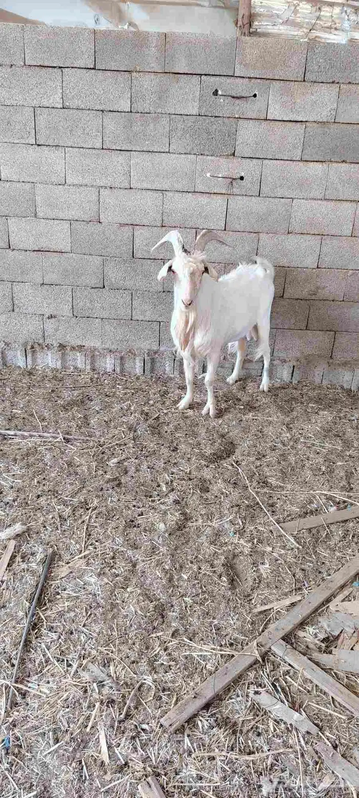 تيس سويسري أصل ومنتج 1