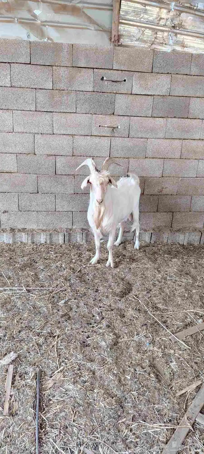 تيس سويسري أصل ومنتج 0