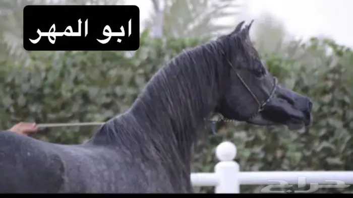 حصان 6