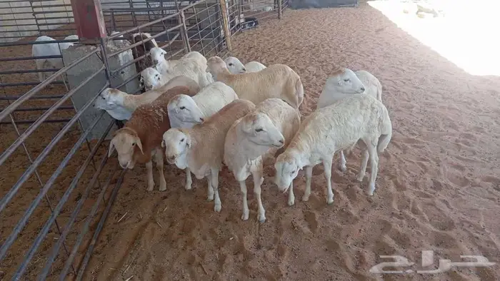 طليان رفيدي مستورد 0