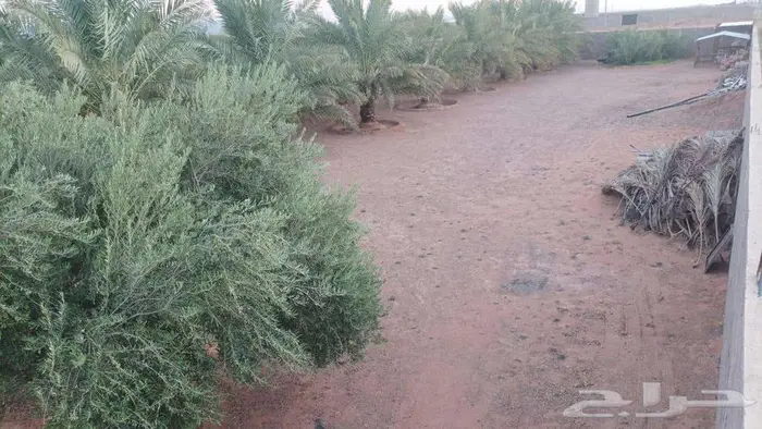 للبيع استراحة زراعية بالقاعد الغربي قريبة من طريق الجوف 1