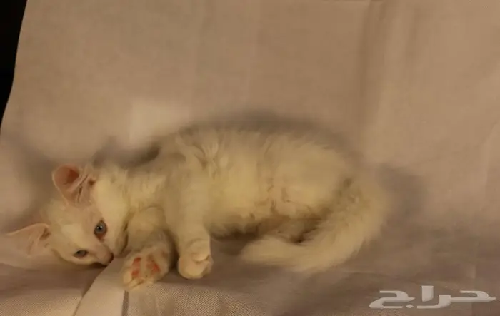 كيتن قطط للبيع - kitten 4 sell 3