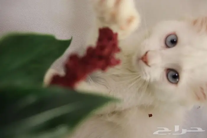 كيتن قطط للبيع - kitten 4 sell 6
