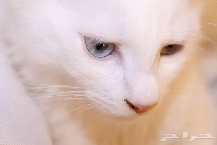 كيتن قطط للبيع - kitten 4 sell 22