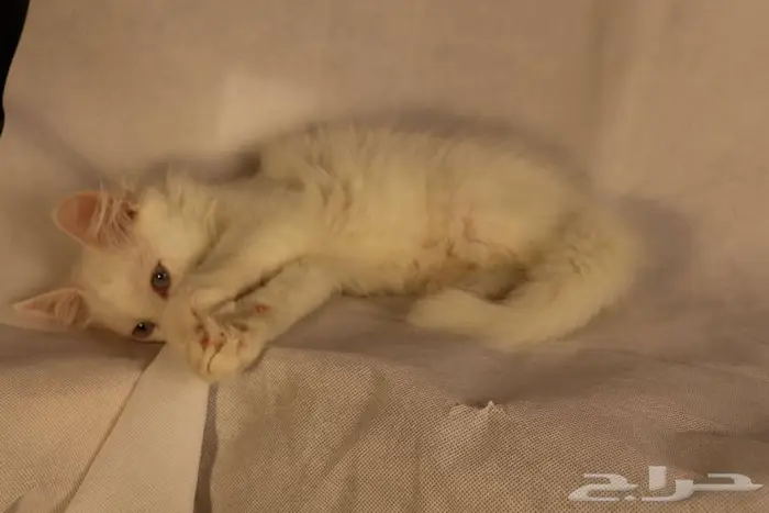 كيتن قطط للبيع - kitten 4 sell 17
