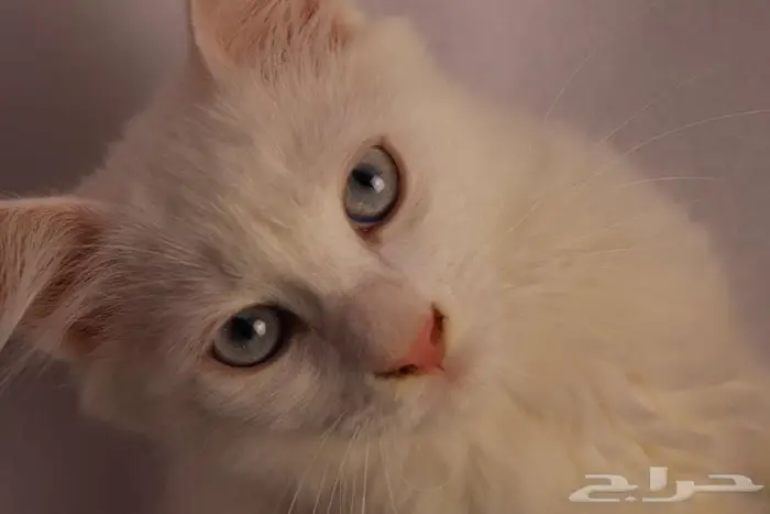كيتن قطط للبيع - kitten 4 sell 23