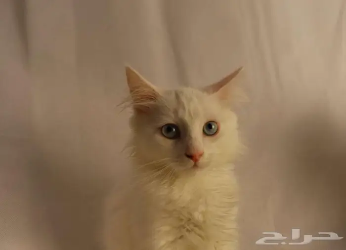 كيتن قطط للبيع - kitten 4 sell 1