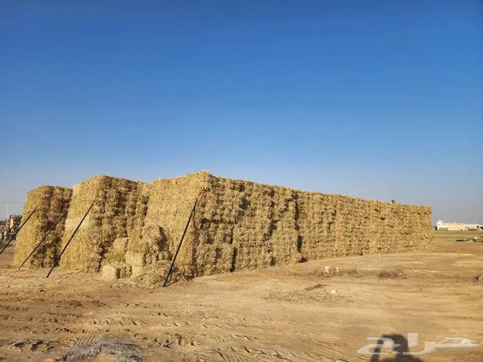 مكعبات ذرة علف حصاد جديد 1
