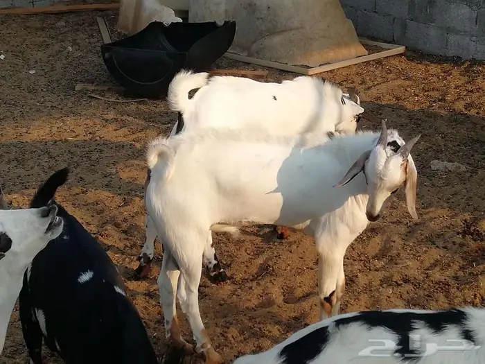 تيوس بيشيه 1
