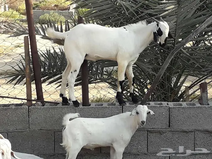 تيوس بيشيه 6