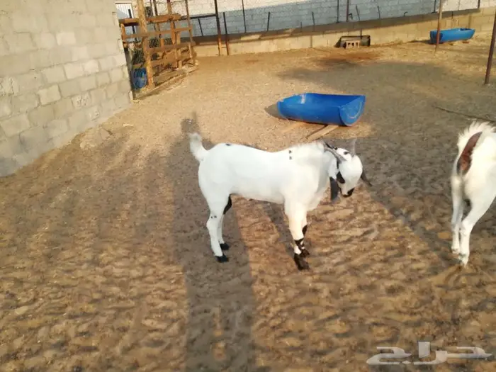 تيوس بيشيه 5