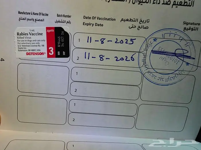 كلاب جيرمان شيبرد مطعمة ومحصنة العمر 5 اشهر 5