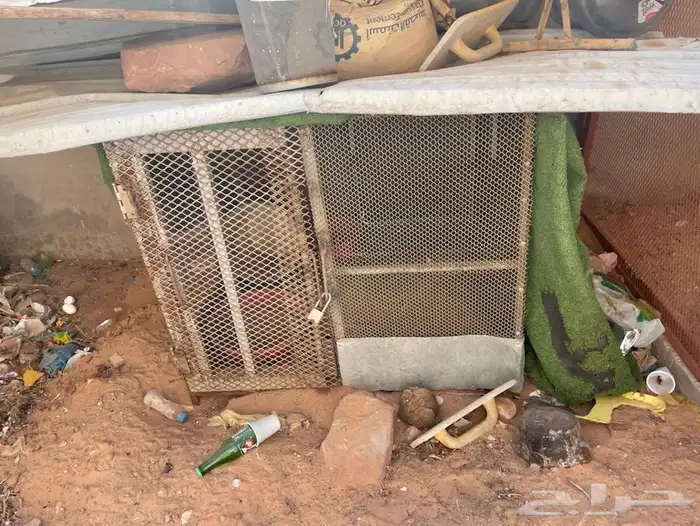 شبك دجاج 1