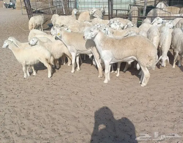 ( تم البيع) 53 رخال حريه طيبه مع 3 فحول في أملج 1