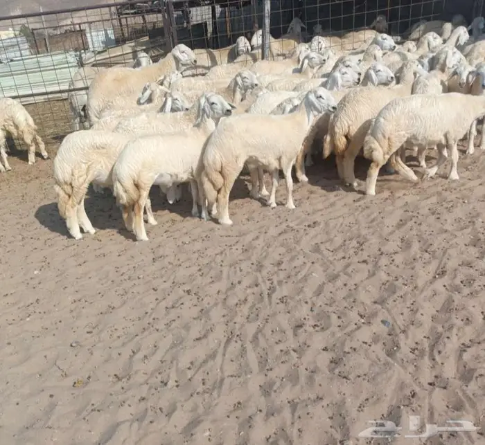 ( تم البيع) 53 رخال حريه طيبه مع 3 فحول في أملج 0