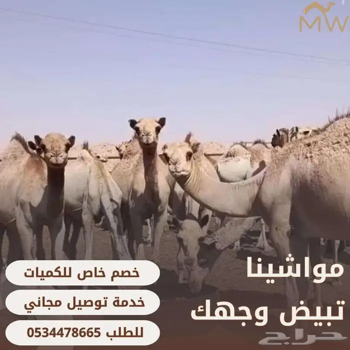 مؤسسة مواشينا للمواشي  تبيض_وجهك 0