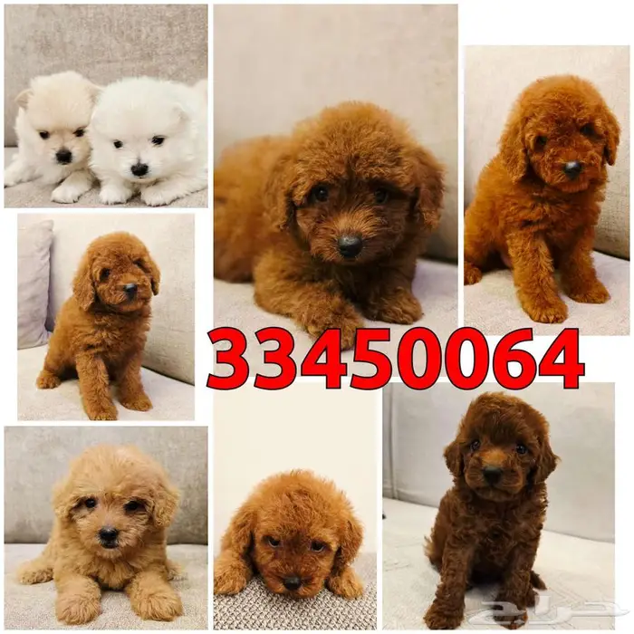 ميني توي بودل وبومرينيم 0