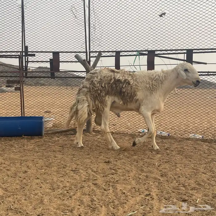 خروف فحل صنف 1