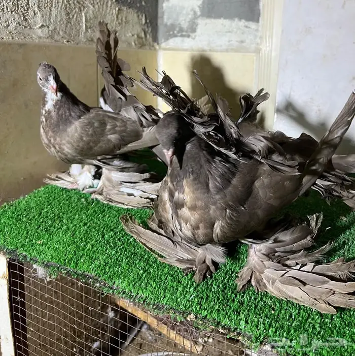 طبه هندي فاخره 0