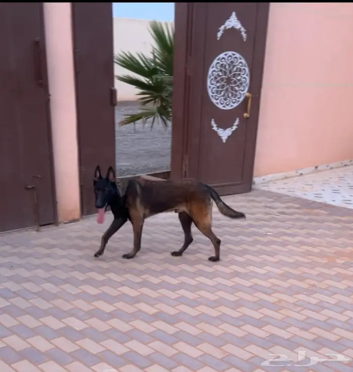 مالينوا ( للتلقيح ) 2
